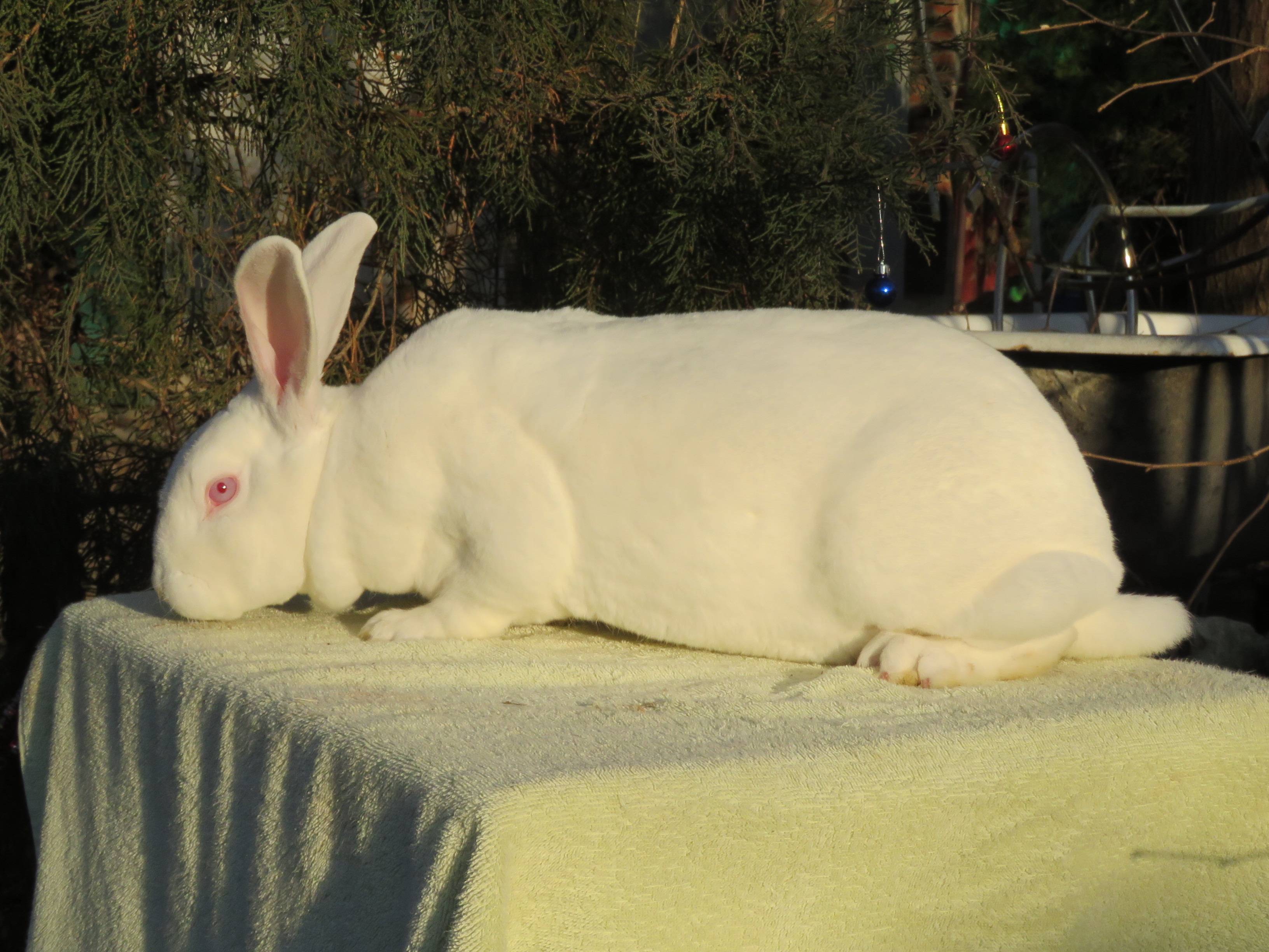 Кролик белый великан — описание породы, характеристика, разведение и содержание.
