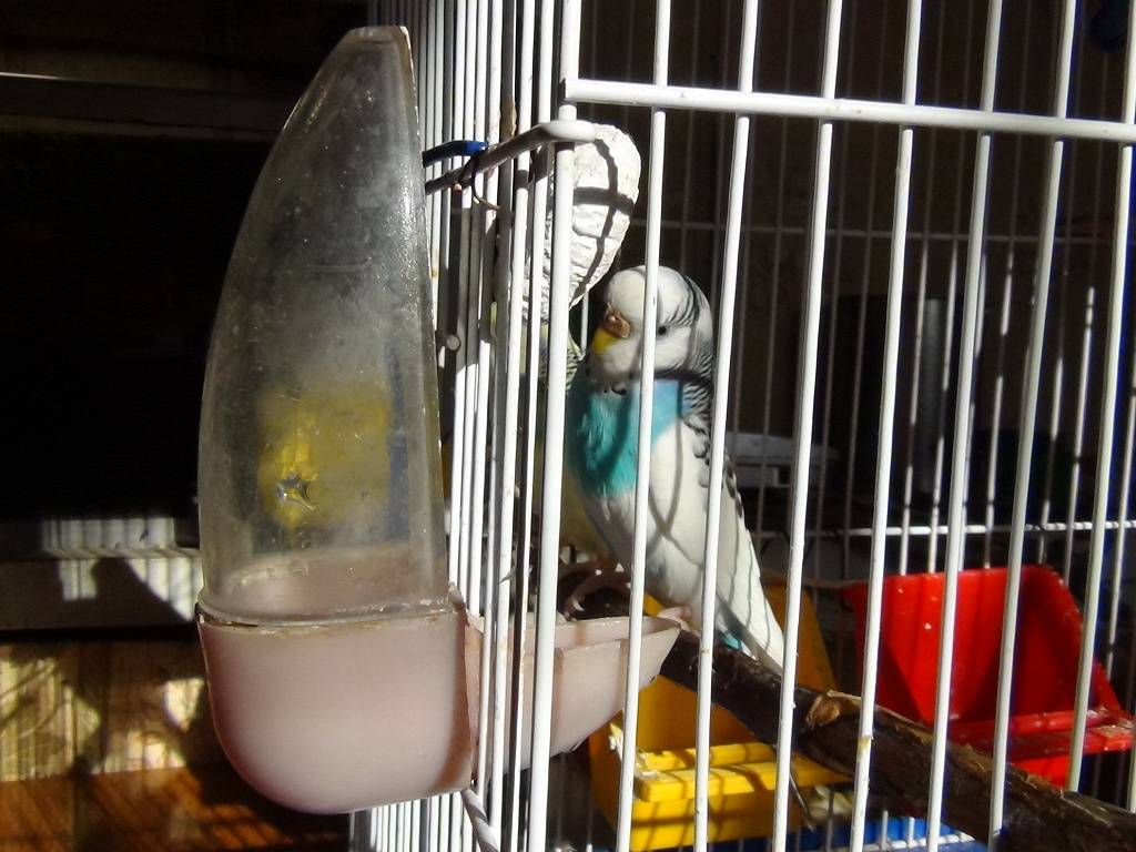 Как обустроить клетку для волнистого попугая: какой выбрать домик, какими жердочками оборудовать, где правильно разместить поилку, кормушку и игрушки