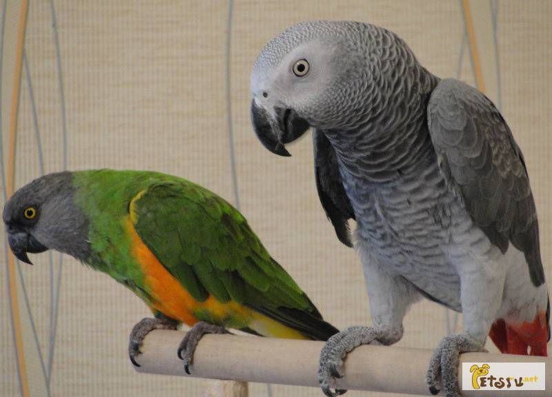 Разведение попугаев жако в домашних условиях