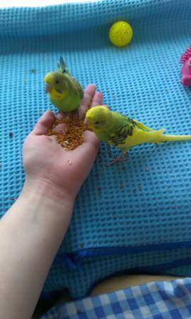 Как в домашних условиях происходит размножение волнистых попугаев?