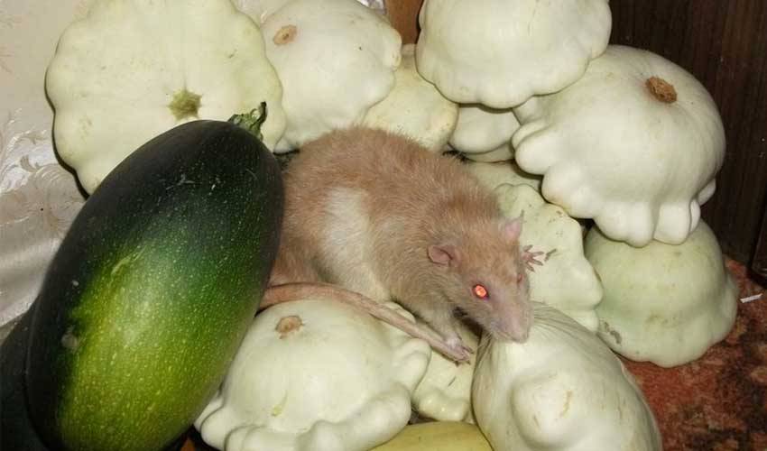 Чем кормить крысу в домашних условиях?