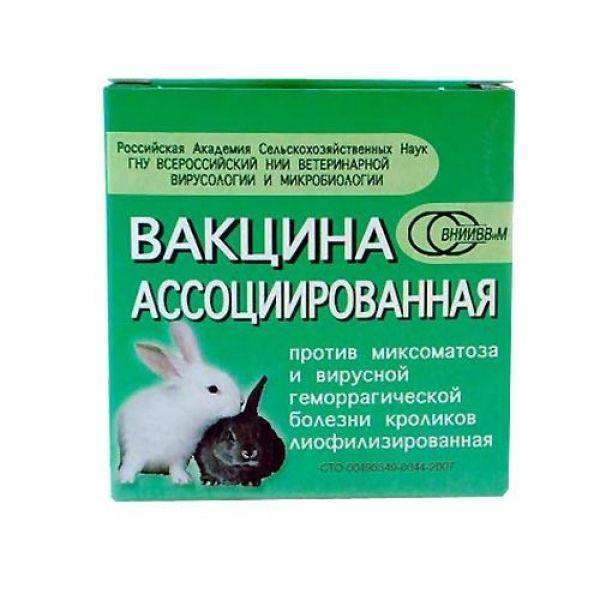Особенности клинического исследования и осмотр кроликов ветеринаром в ветклинике санкт-петербурга.