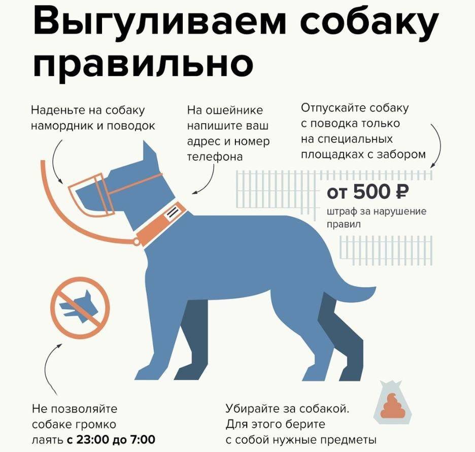 Можно ли выгуливать собак без намордника в россии: есть ли штраф
