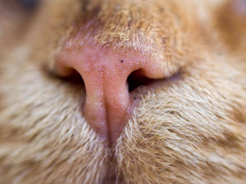 Какой должен быть нос у кошки: мокрый, холодный, сухой, горячий