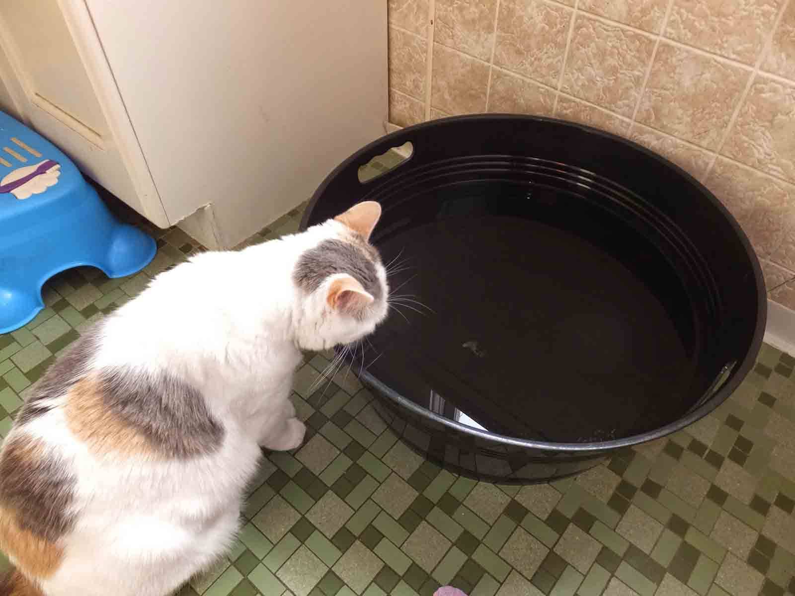 Котенок не пьет воду: почему, чем опасен недостаток жидкости, что делать (как его приучить)