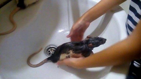 Купание декоративной крысы в домашних условиях