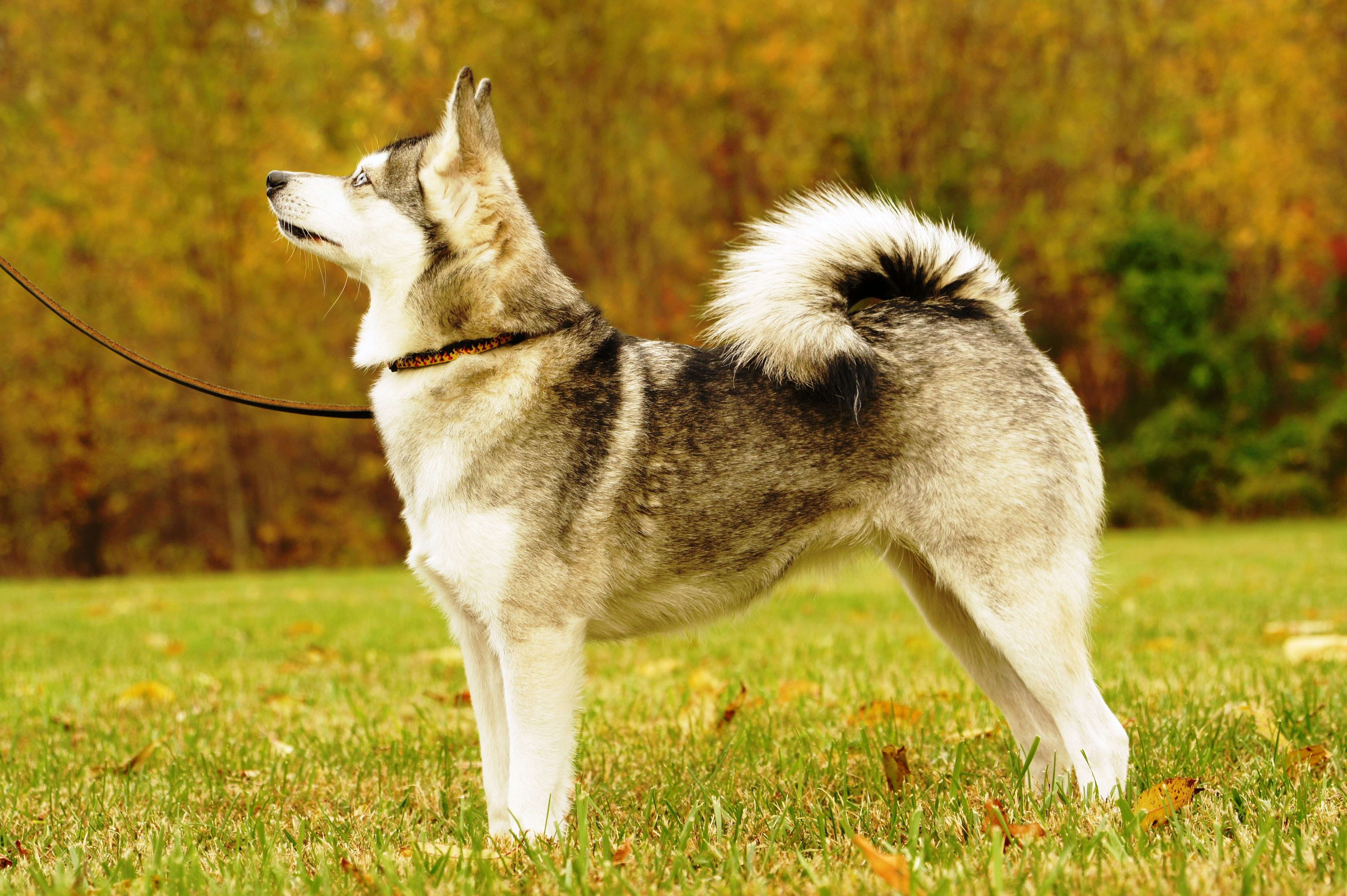 Порода собак лайка: какие размеры у разных видов