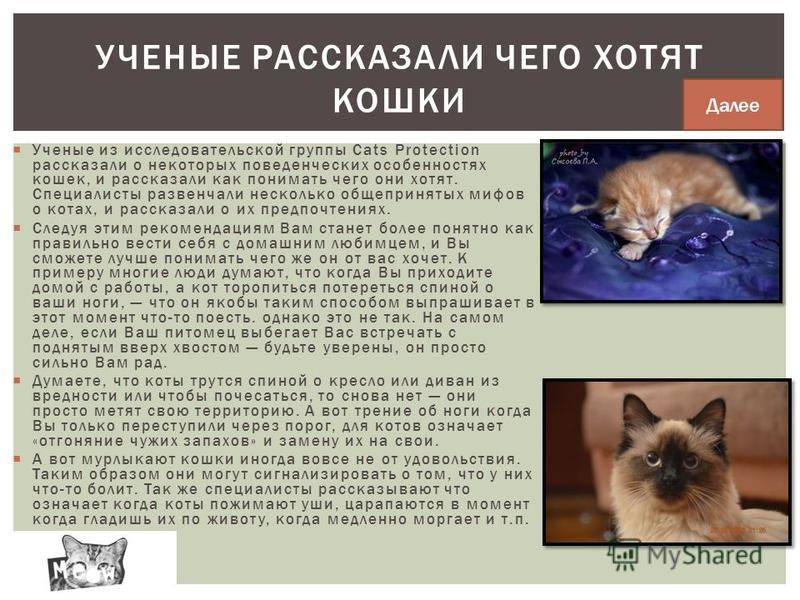 Кошка хочет кота. всё, что нужно знать об этом • слуцк • газета «інфа-кур’ер»