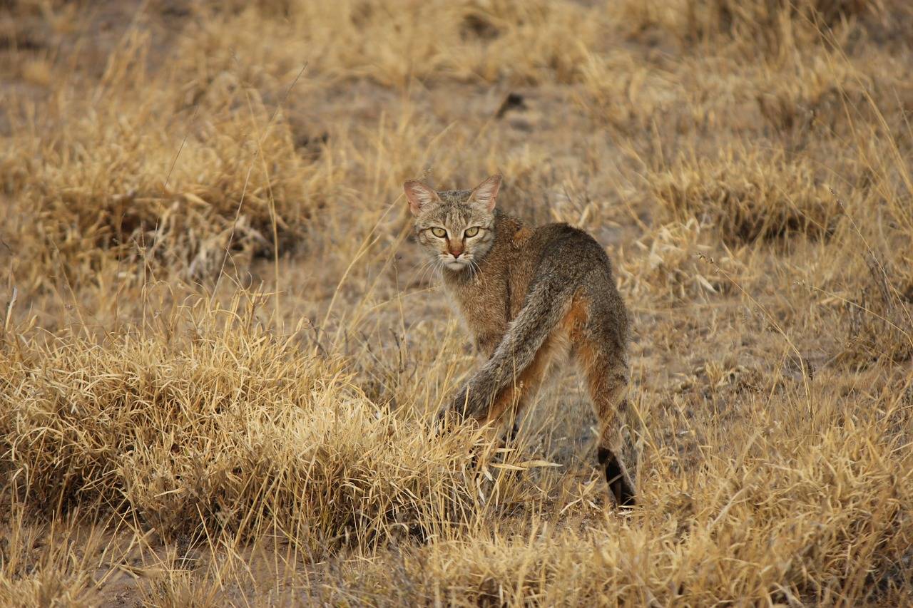 Африканская дикая кошка - african wildcat - abcdef.wiki