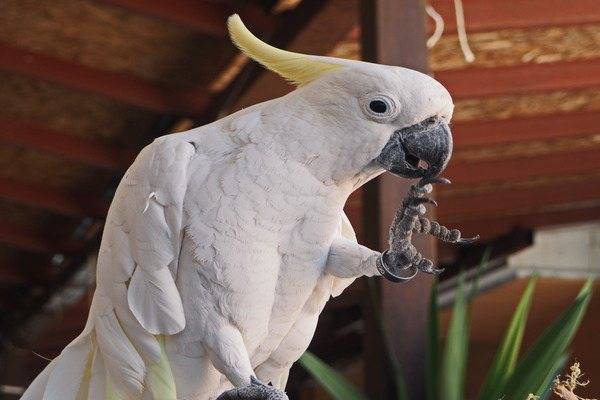 Породы говорящих попугаев