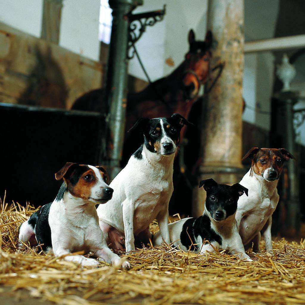 Датско-шведская фермерская собака — описание породы (с фото)