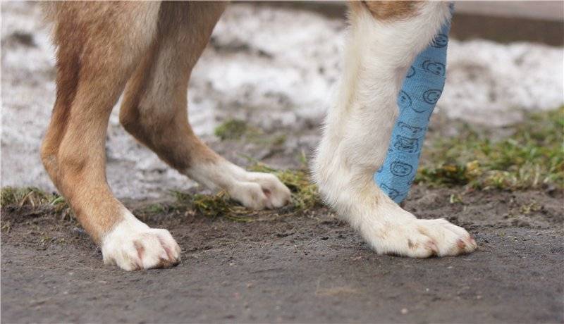 Перелом у собаки, восстановление (реабилитация) собак после перелома лапы