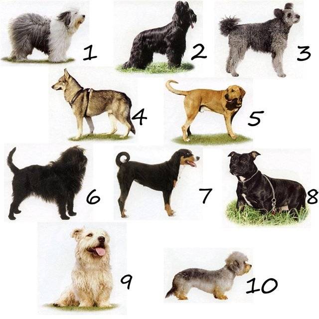 Как определить породу собаки, узнать по фото, щенку, пройти тест