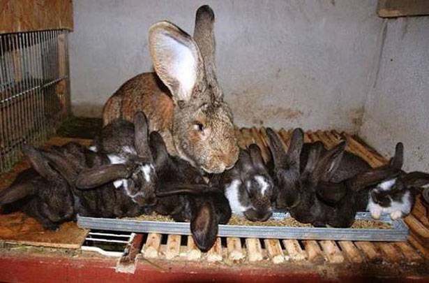 Сколько кролики ходят беременные? сколько дней длится беременность? от чего зависит длительность вынашивания крольчат?