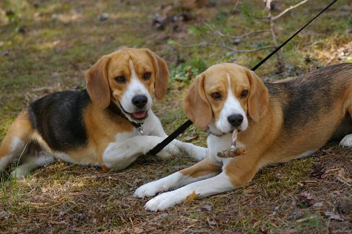Финская гончая: описание породы собак с фото и видео