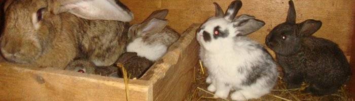 Можно ли кроликам давать топинамбур — польза и вред, правила кормления