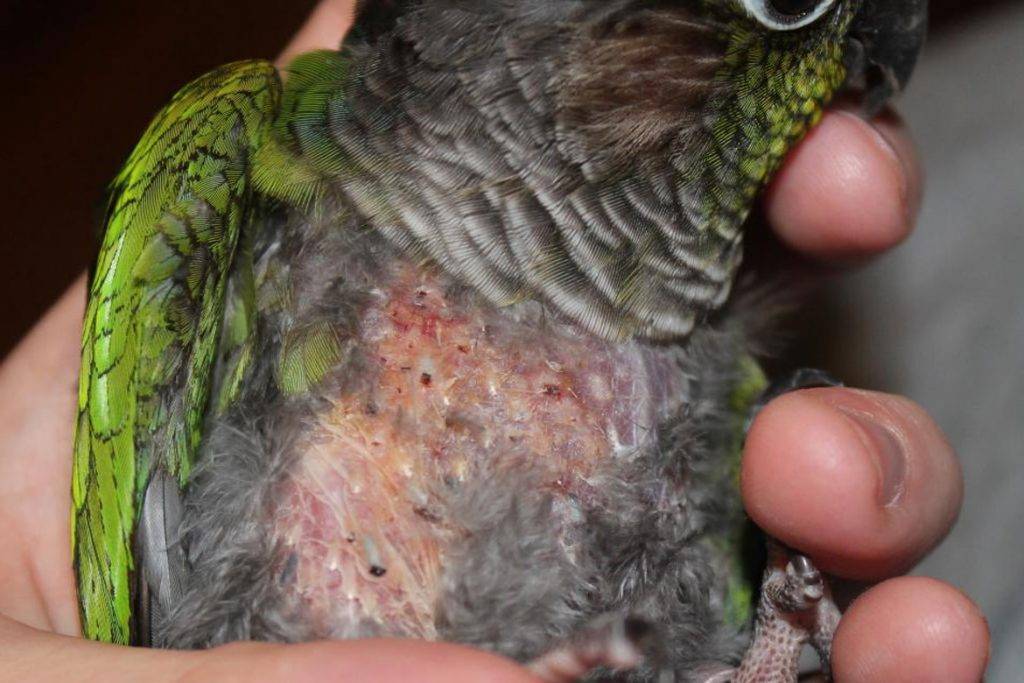 Кнемидокоптоз у попугаев: лечение, симптомы, причины, профилактика