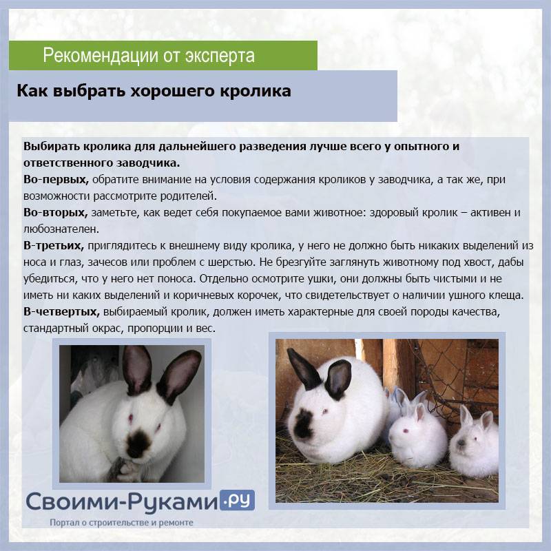 Русский горностаевый кролик: особенности и стандарт породы, критерии выбора, условия и правила содержания, рацион