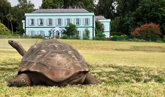 Слоновая черепаха (фото): как выглядит, где обитает, чем питается и интересные факты