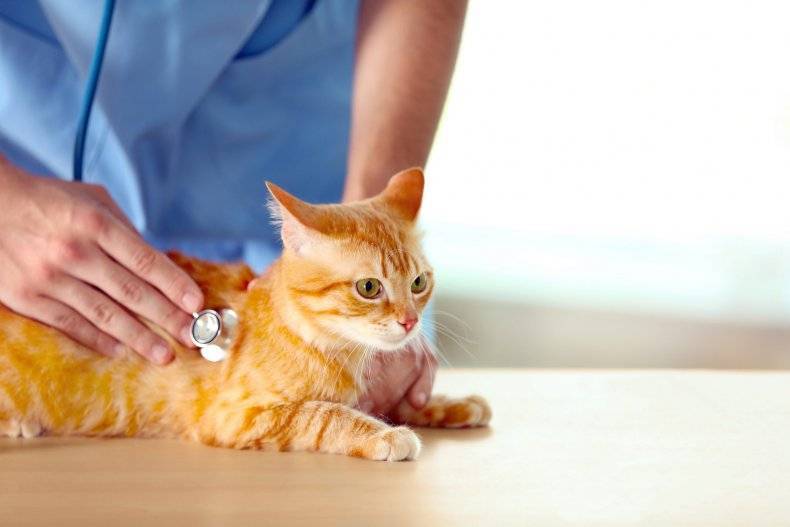 Гастроэнтерит у собак и кошек — симптомы и лечение заболевания