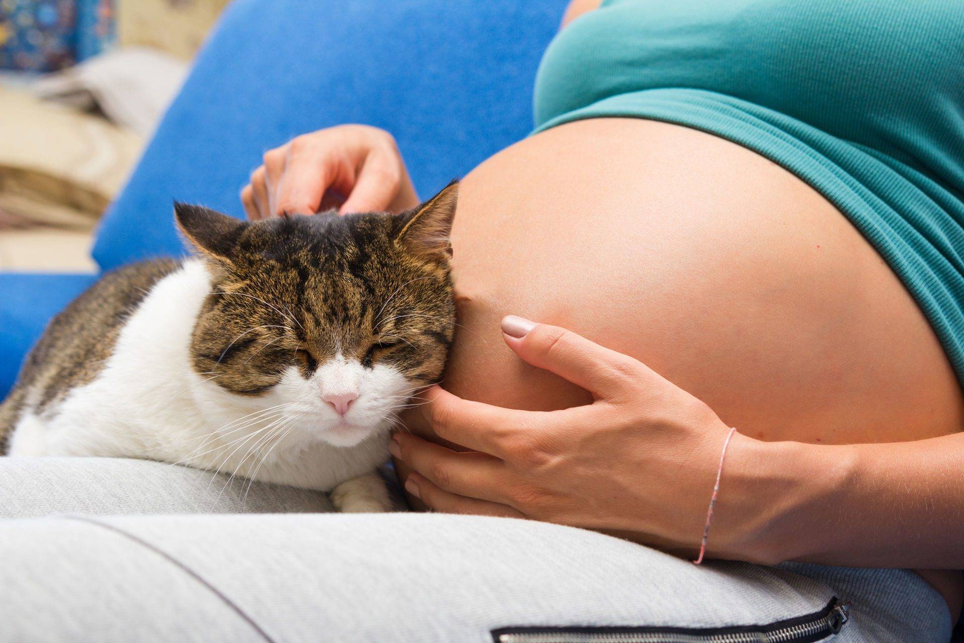 Почему беременным нельзя гладить кошек? чем грозит такое общение?