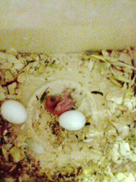 Задержка кладки яиц у попугаев