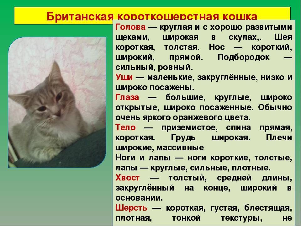 План описания кошки
