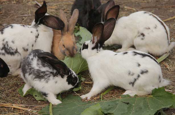 Можно ли давать кроликам топинамбур и его листья?