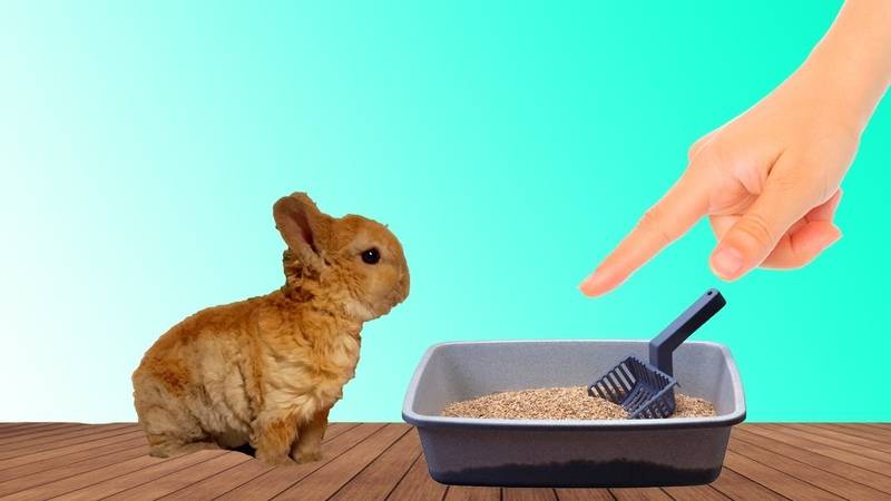 Как приучить кролика к лотку — пошаговая инструкция