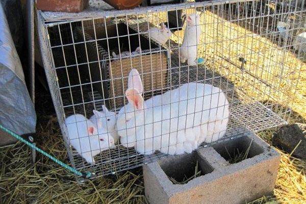 Разведение кроликов: особенности и основные правила содержания