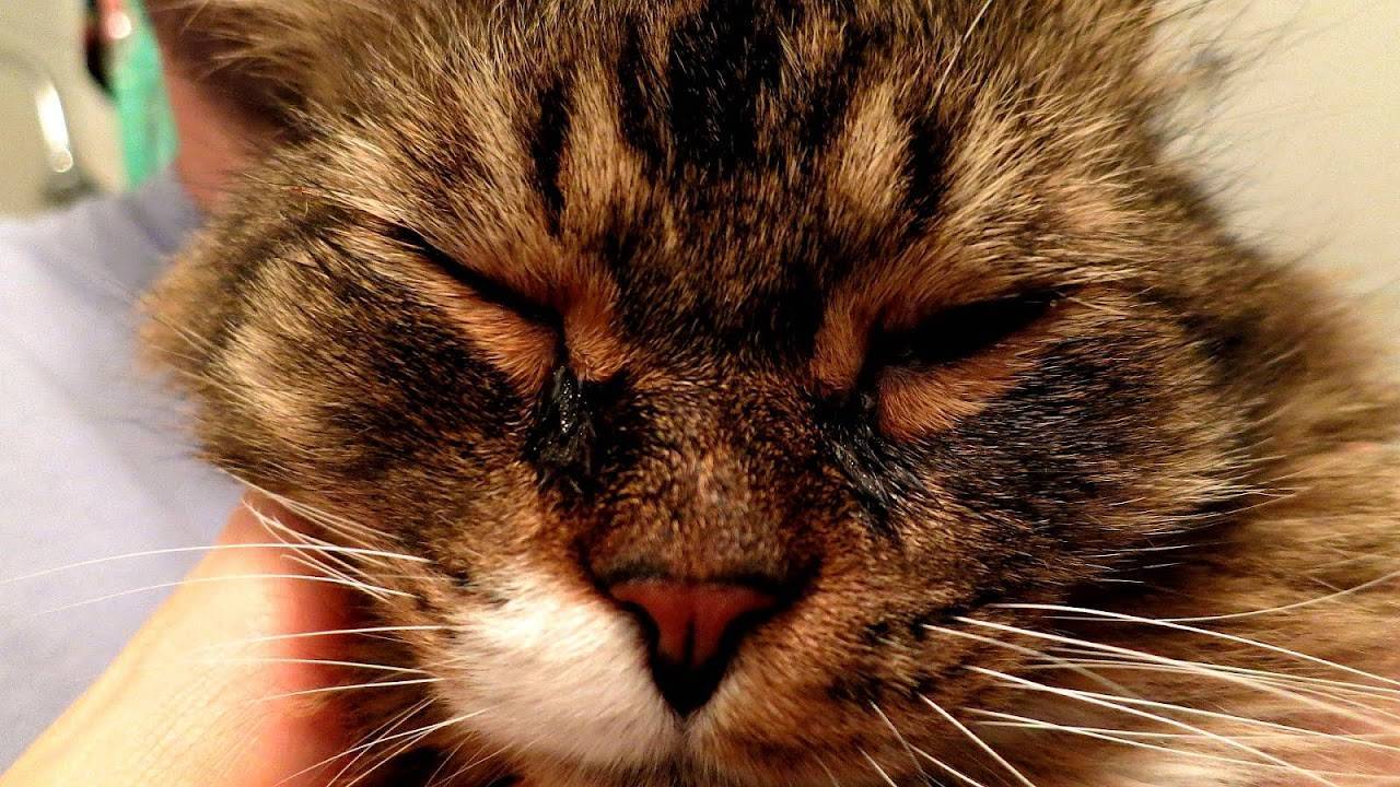 У кошки или собаки опух и слезится глаз: что делать? - здоровье животных | сеть ветеринарных клиник, зоомагазинов, ветаптек в воронеже