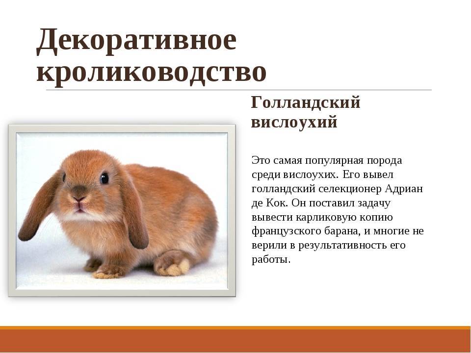 Голландский (нидерландский) карликовый декоративный кролик: описание породы, особенности и нюансы содержания