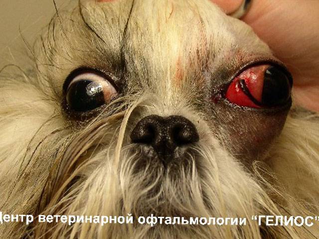 11 пород собак у которых выпадают глаза: что делать когда выпал глаз и лечение проптоза - kotiko.ru