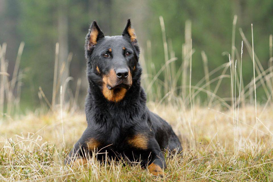 Босерон собака (французская овчарка): описание породы, фото, цена и где купить | petguru