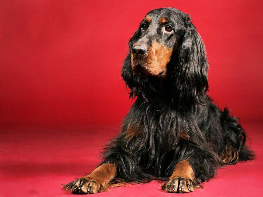 Описание собак породы шотландский сеттер (сеттер-гордон): стандарт, уход и фото