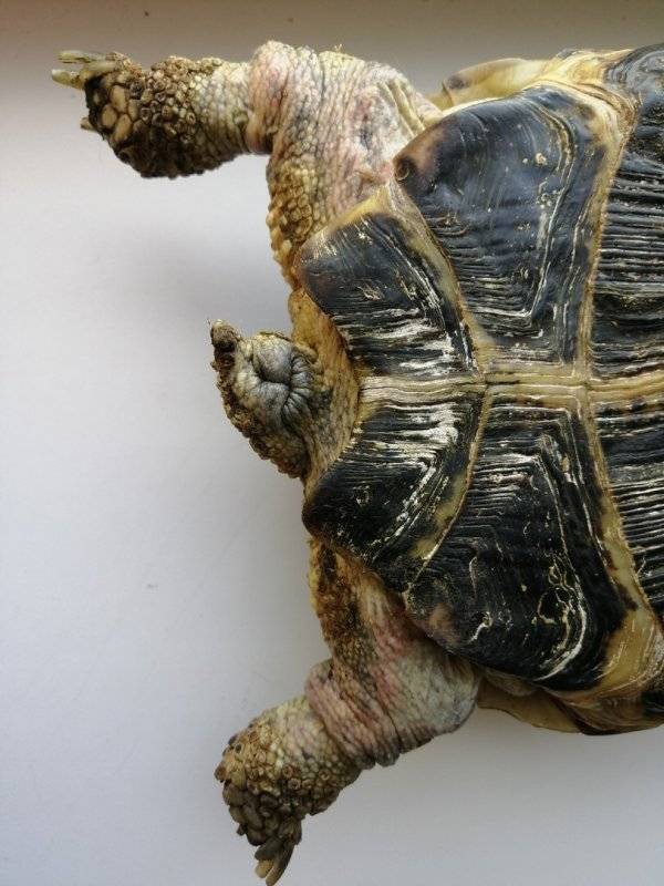 Приобретение черепахи, выбор здоровой черепахи - все о черепахах и для черепах