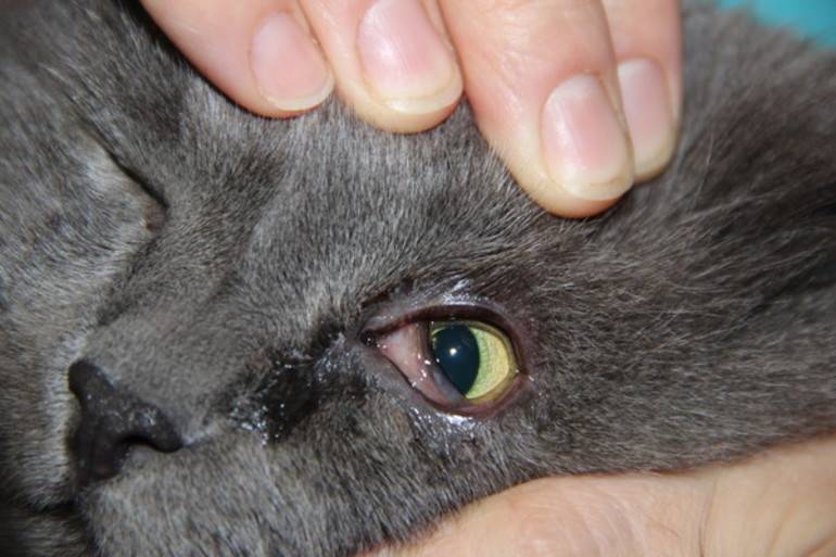 Почему у котенка гноятся глаза: причины, что делать и как лечить