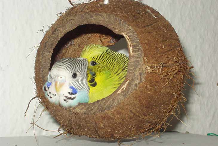 Гнездовой домик для волнистых попугаев: нужен ли и зачем, как выбрать и сделать своими руками