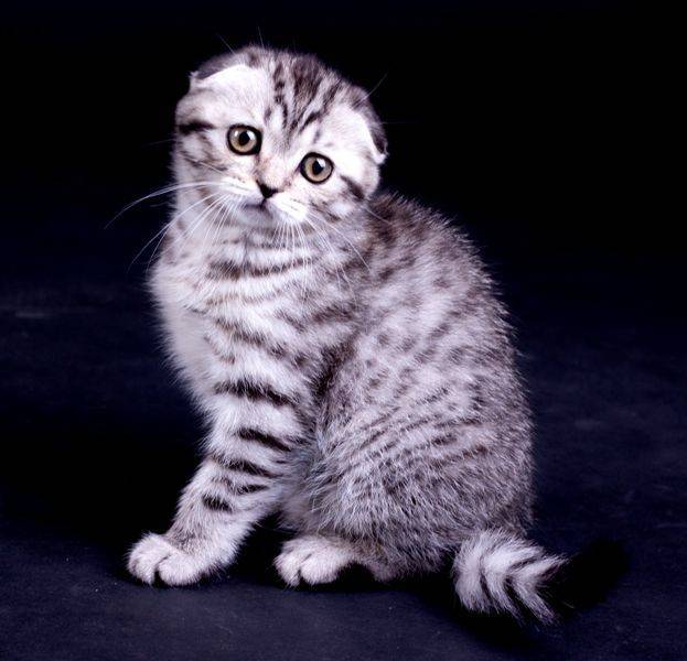Какие породы кошек участвуют в рекламе вискас? шотландские прямоухие кошки - твой питомец