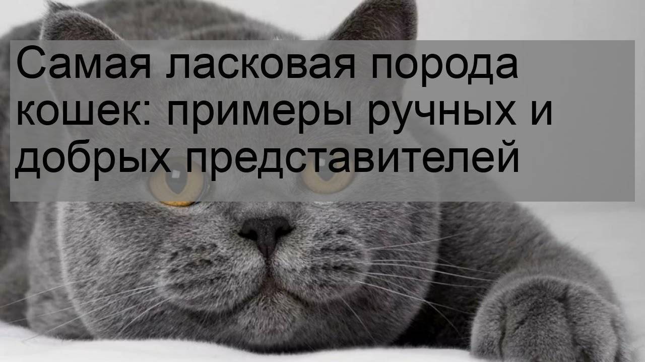 Самые добрые и ласковые породы кошек. Породы кошек добрые и ласковые. Самые ручные породы кошек ласковые и добрые. Самые ручные кошки ласковые. Самые ласковые и самые спокойные породы кошек.