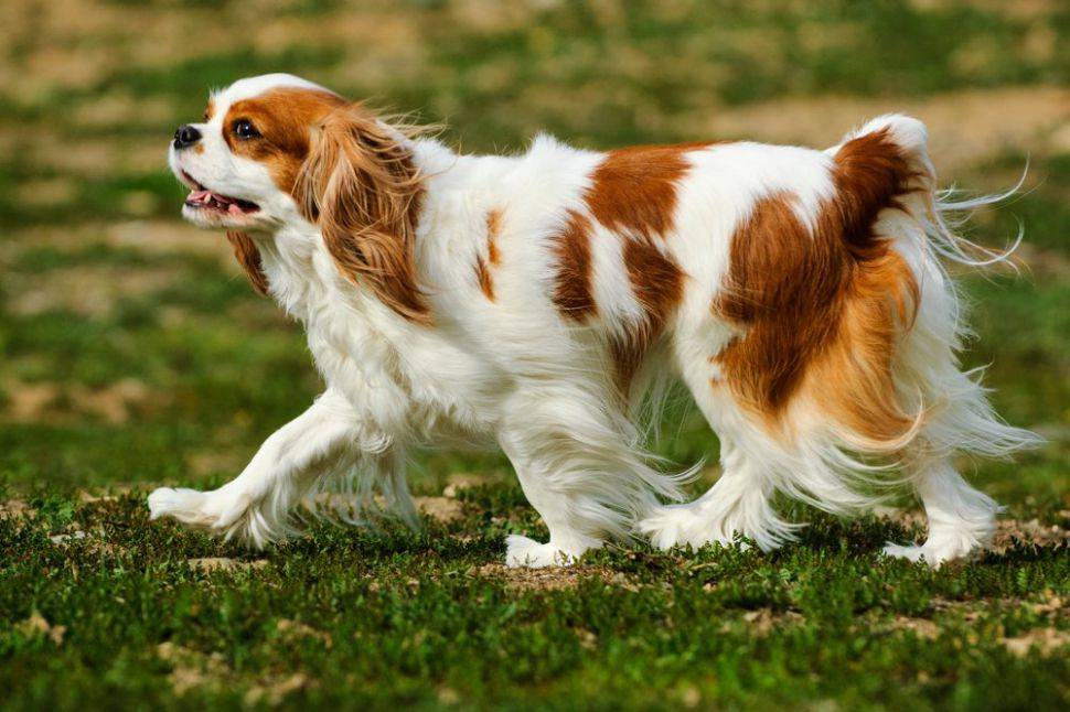 Обзор собак породы кавалер чарльзкинг спаниель: описание стандарта, уход и фото
