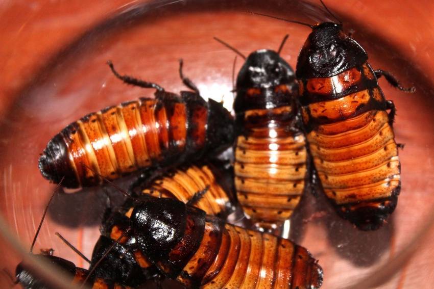 Особенности мадагаскарского таракана и содержание его в домашних условиях