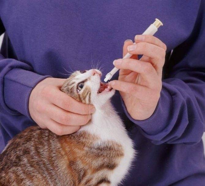 Как дать таблетку кошке или коту | видео, инструкция