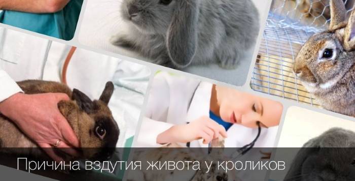Вздутие живота у кроликов: причины и лечение, симптомы и почему происходит, что дать, какие заболевания