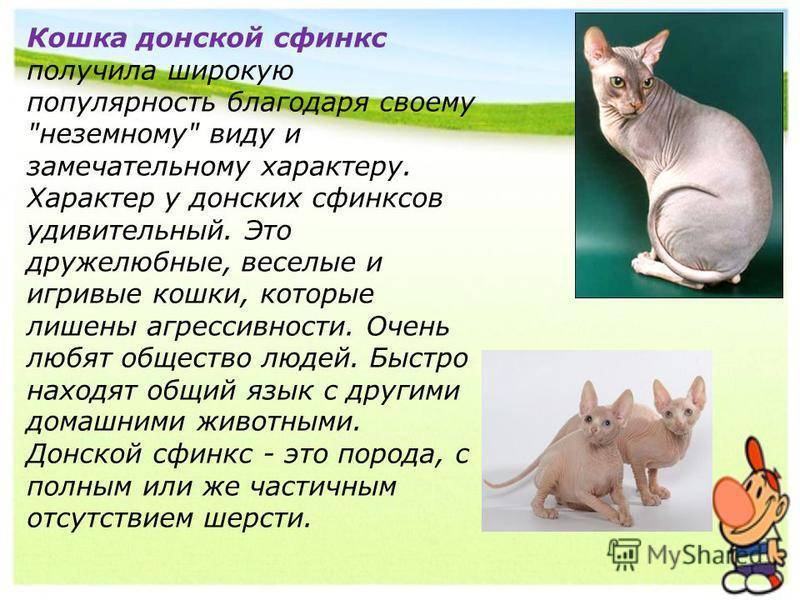 Донской сфинкс фото и описание породы лысых кошек don sphynx