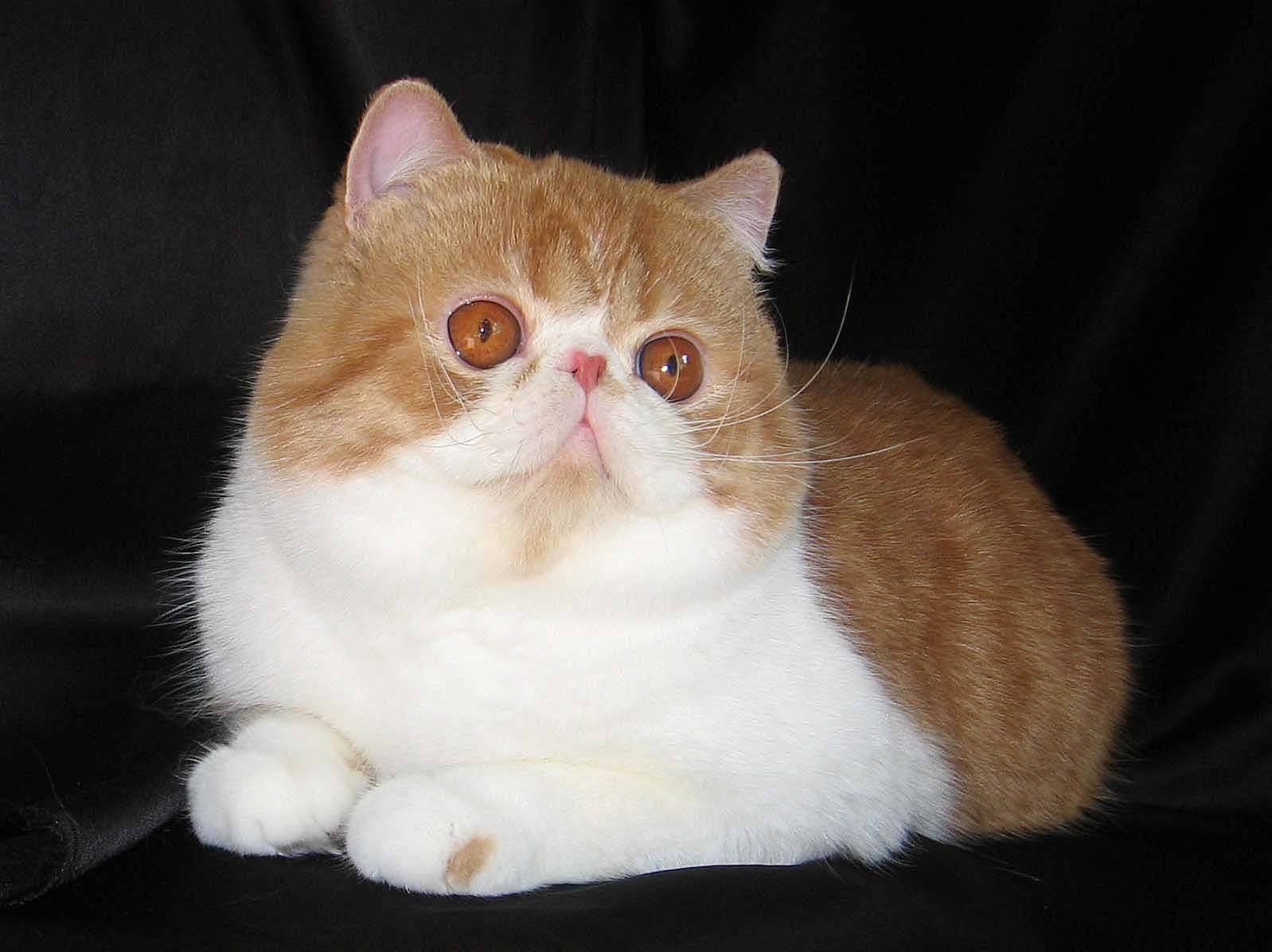 Кот экзот (фото): игрушечный кот с густой шерстью - kot-pes
