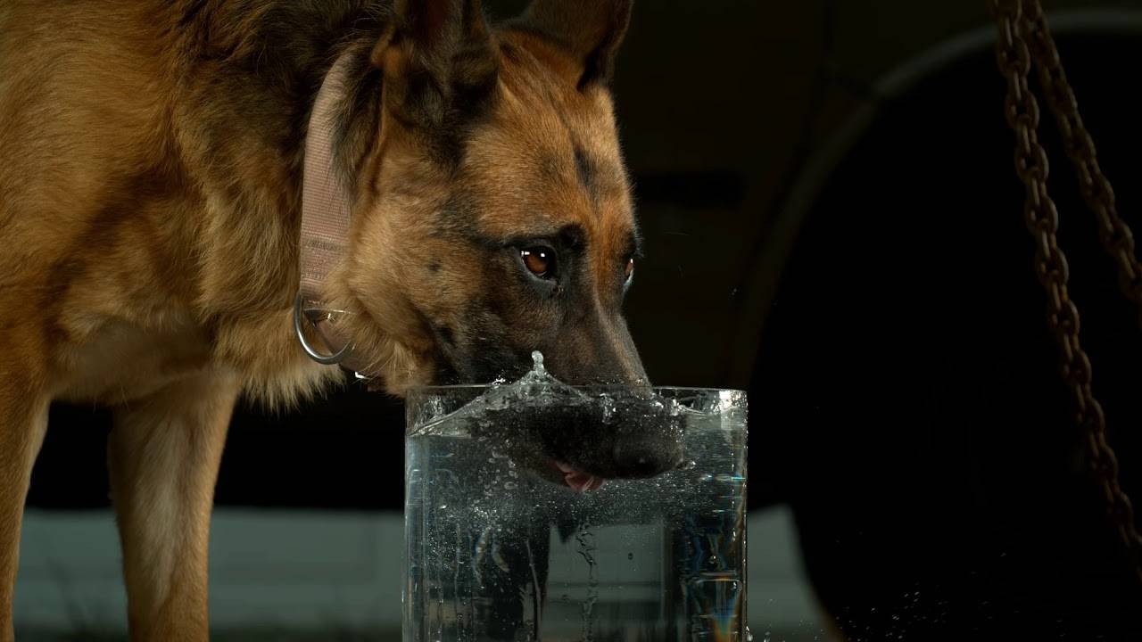 Собака стала пить очень много воды
