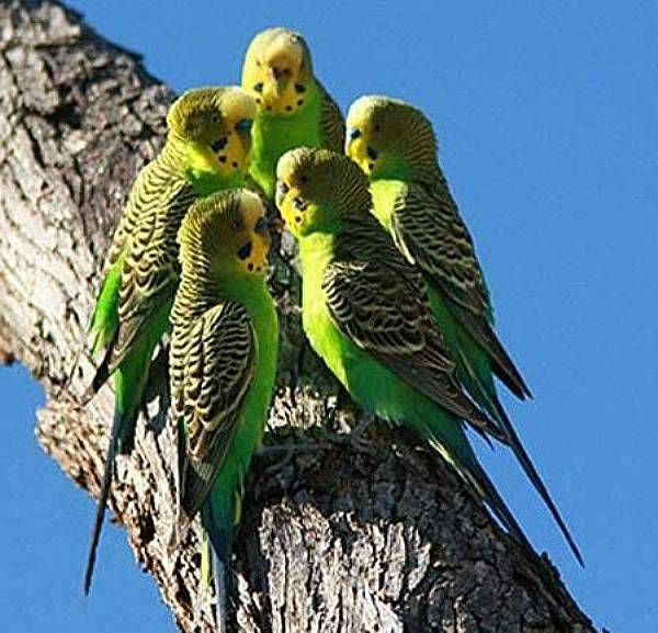 Где живут попугаи: места обитания в дикой природе, фото
