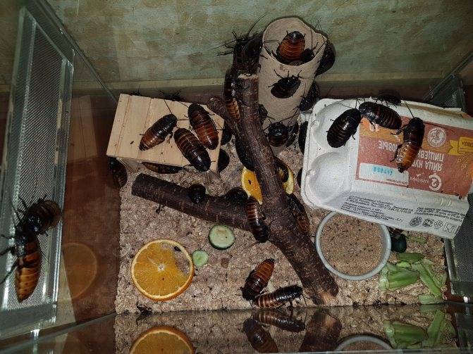 Уход и содержание мадагаскарского шипящего таракана в домашних условиях