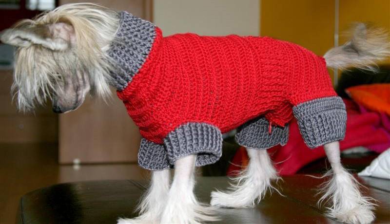 Теплый свитер для собаки своими руками